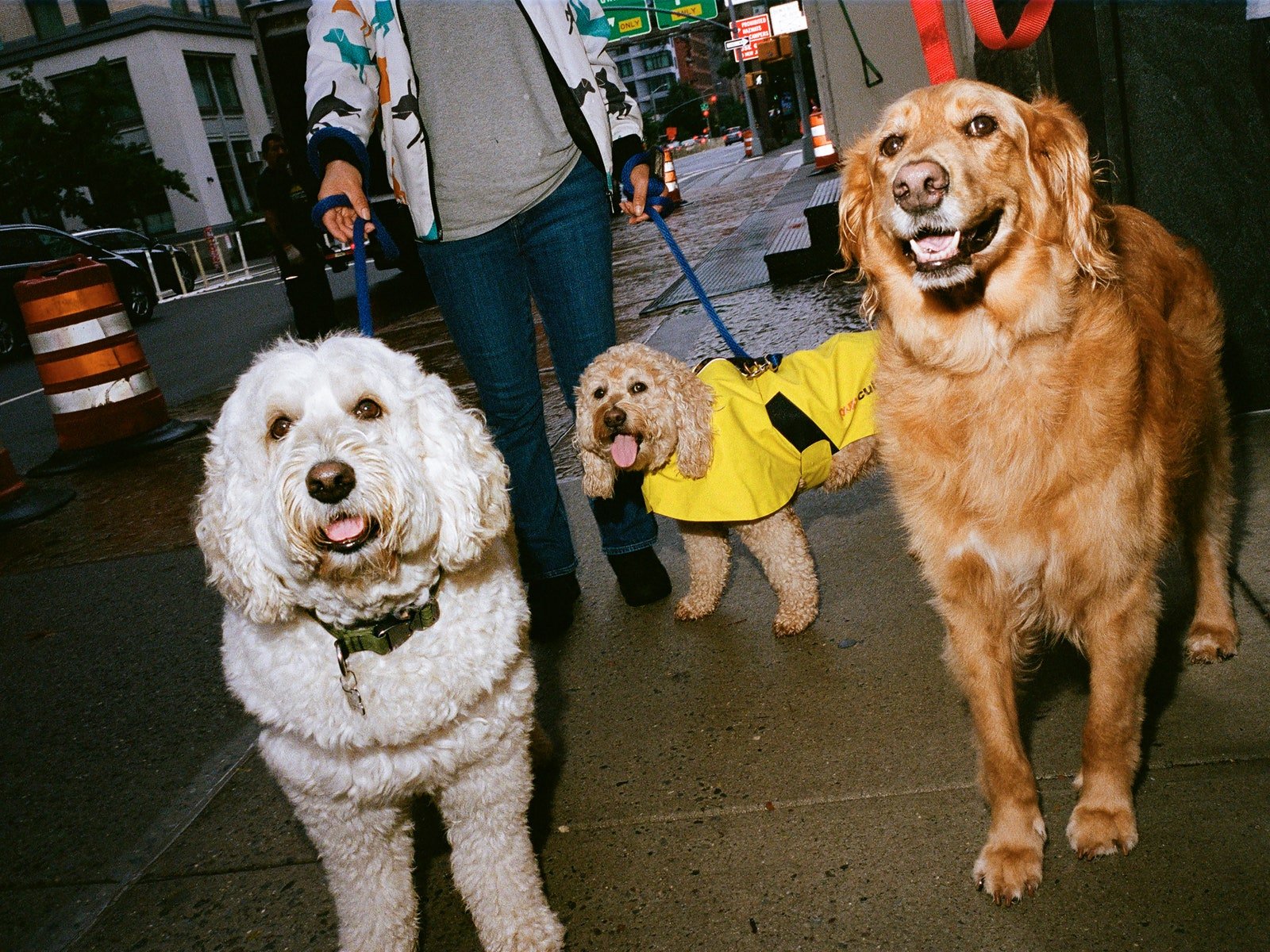 The Wintour Dogs Love Tennis Balls, Car Rides, and Judging Other Pets at the Dog Run